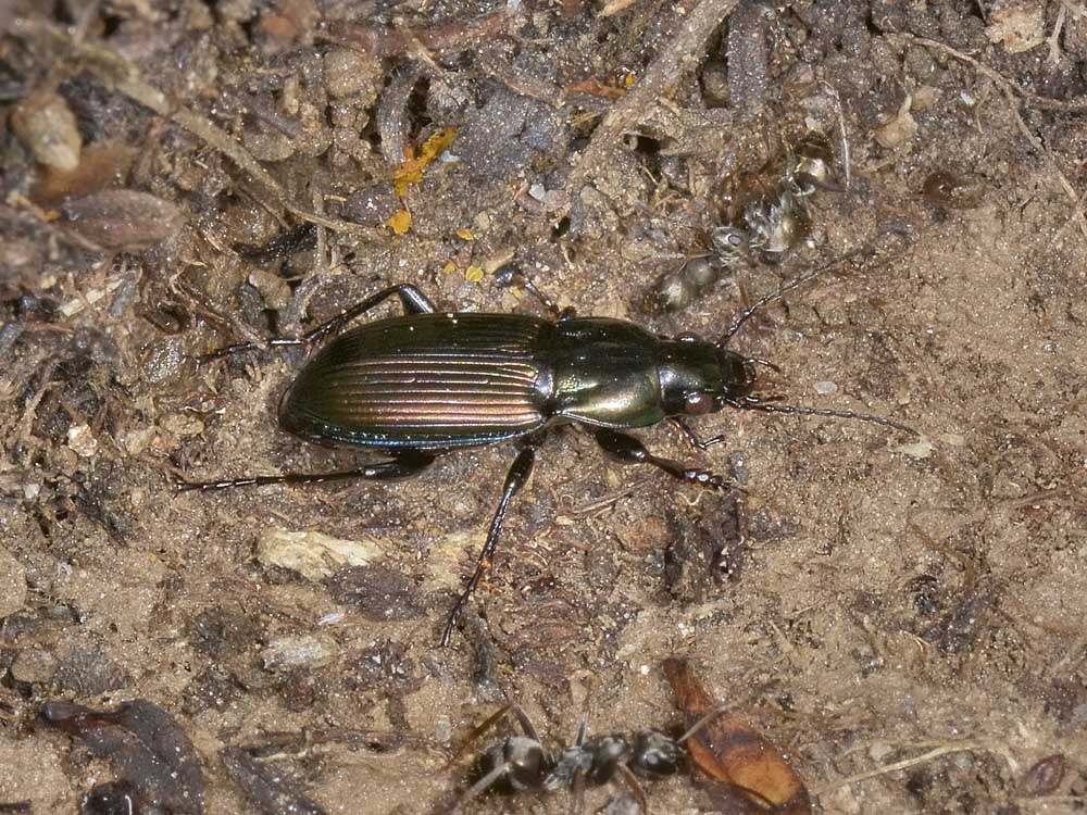 Carabidae da id. - Poecilus lepidus gressorius